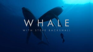 Whale with Steve Backshall