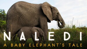 Naledi: A Baby Elephant’s Tale