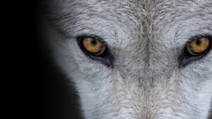 Yellowstone Journals