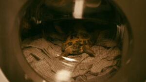 Roald Dahl’s Esio Trot