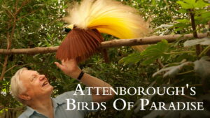 Attenborough’s Paradise Birds