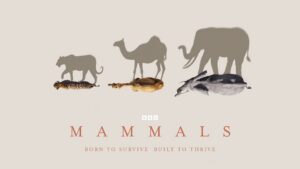 Mammals (2024)
