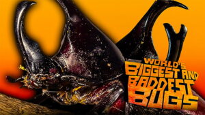 The World’s Biggest and Baddest Bugs