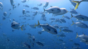 Castro’s Secret Reef