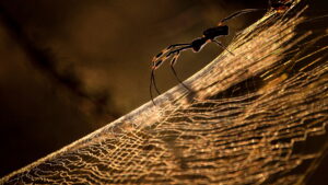 Africa’s Deadliest