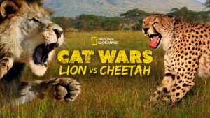 Cat Wars: Lion vs. Cheetah