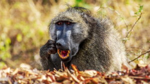 Africa’s Deadliest