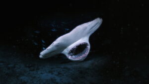 When Sharks Attack… And Why