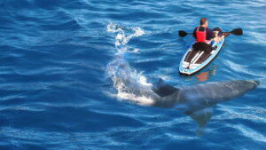 When Sharks Attack… And Why