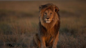 Lion Kingdom