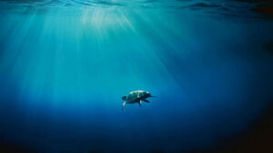 Mediterranean: Life Under Siege