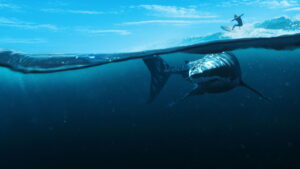 When Sharks Attack 360