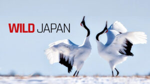 Japan: Earth’s Enchanted Islands