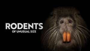Rodents of Unusual Size