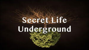 Secret Life Underground