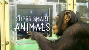 Super Smart Animals
