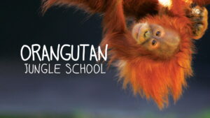 Orangutan Jungle School
