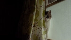 Little Forest: Summer/Autumn