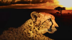 Africa’s Deadliest