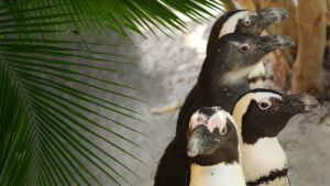 Secrets of the Zoo: Tampa