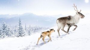 A Reindeer’s Journey