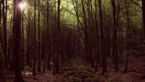 The Crown and the Dragon