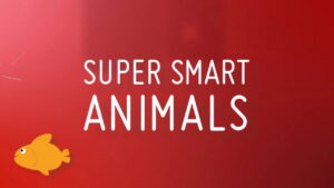 Super Smart Animals