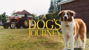 A Dog’s Journey