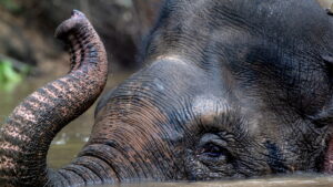 Secrets of the Elephants