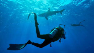 Shark with Steve Backshall