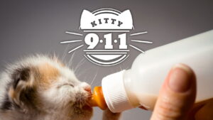 Kitty 911