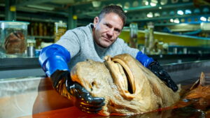 Shark with Steve Backshall