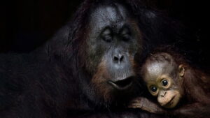 Eden: Untamed Planet