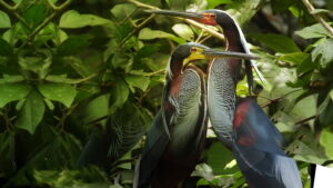 Wild Central America