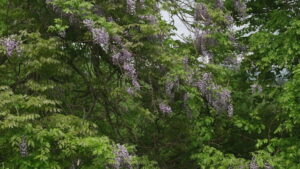 Little Forest: Winter/Spring