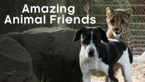 Amazing Animal Friends
