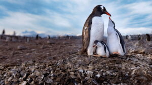 Secrets of the Penguins