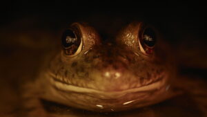 Nightmares of Nature (2025)