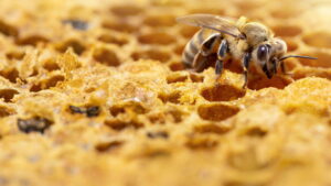 Secrets of the Bees