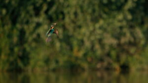 Earth’s Great Rivers II