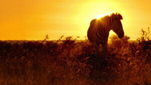 Africa’s Wild Havens