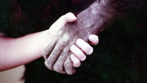 Lucy the Human Chimp