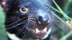 David Attenborough’s Tasmania