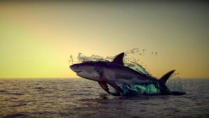 Noah’s Shark