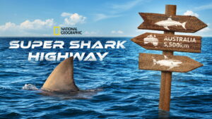 Super Shark Highway