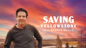 Saving Yellowstone