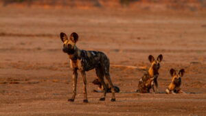 Wild Dogs: Running with the Pack (TV Series 2022–2023)