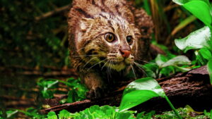 Thailand’s Wild Cats