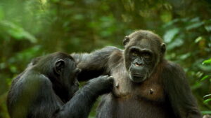 The Mating Game (2021)