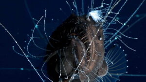 The Mating Game (2021)